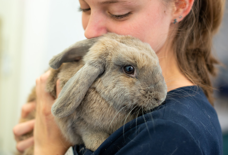 Rabbit vaccinations