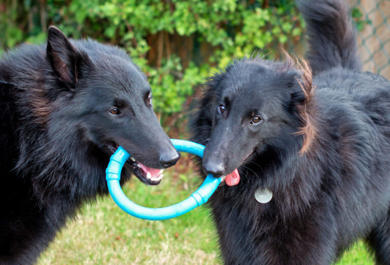 Healthy pet club The House Vet